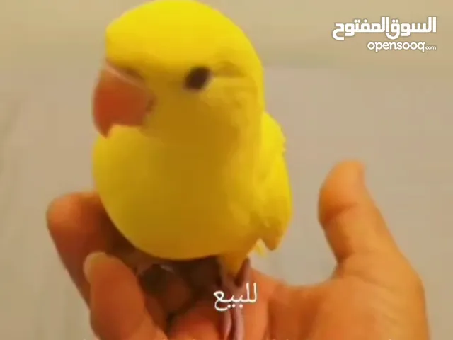 دره اوبلاين