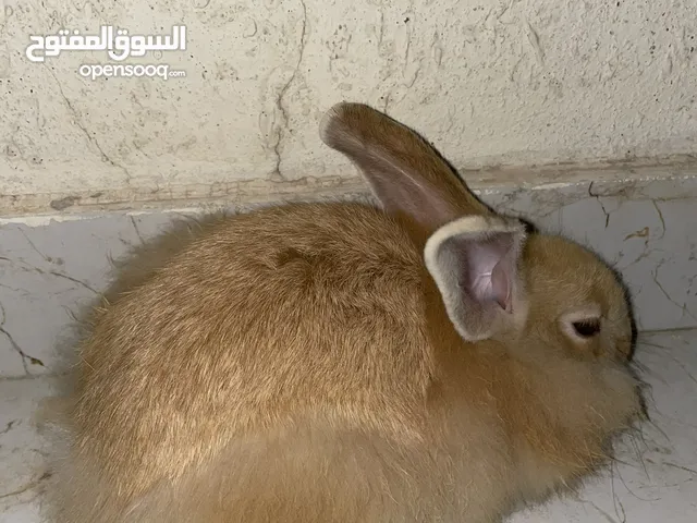 سليم ما فيه أي ضرر