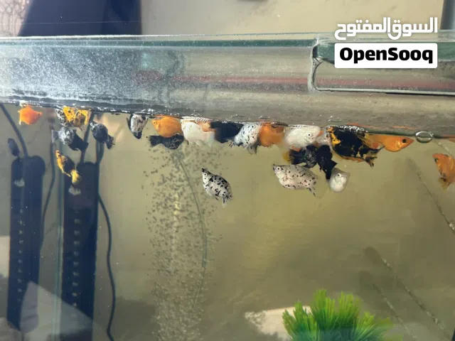 50 حبة مولي بالون ( اجنبي مستورد )