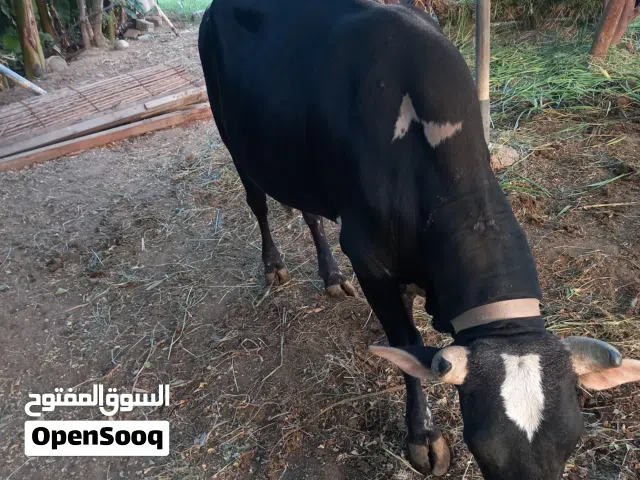 ثور  اضحيه للعيد  العمر اربع سنوات  ماشاء الله تارس لحم