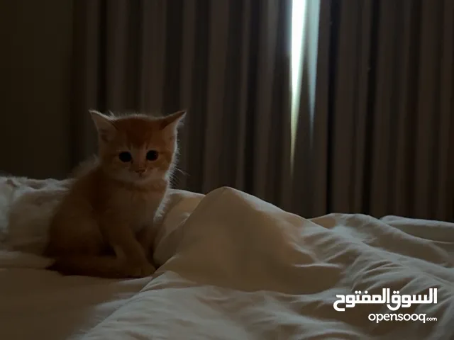كتن مكس