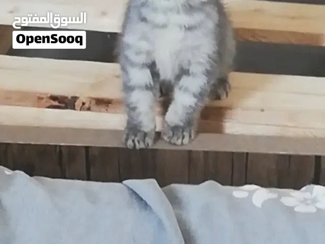 ذكر سكوتش فولد للبيع