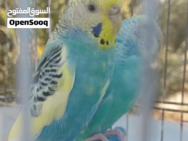 اناتي بقلينو الله ايبارك منتجات