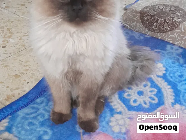 قط هيمالايا للبيع