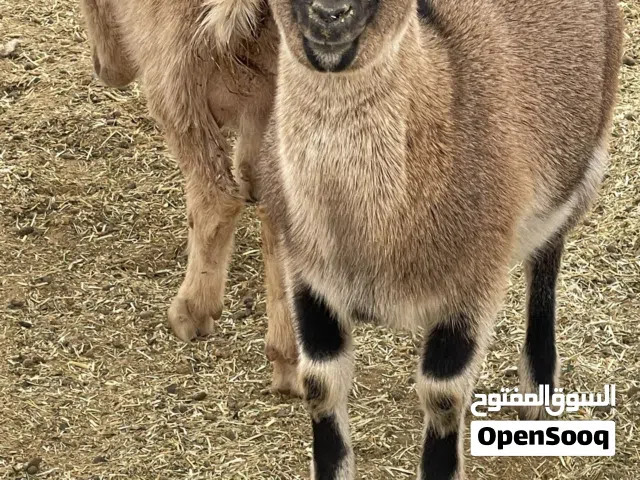 تلاته معزات كرديات عشار