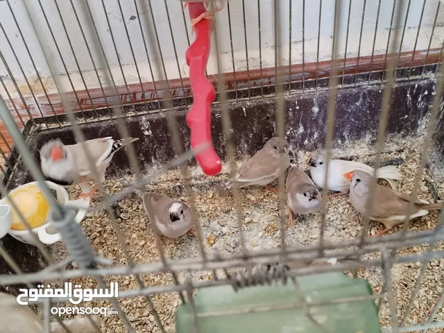 عصافير جنة (فنجز) للبيع بسعر طري