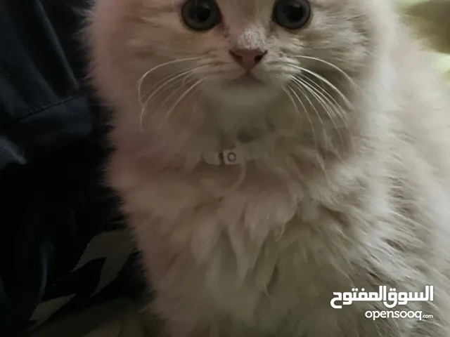 قطه شيرازي للبيع