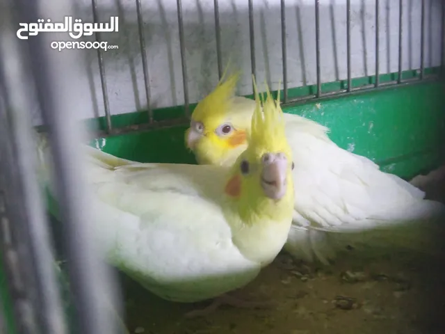 عصافير كوكتيل للبيع