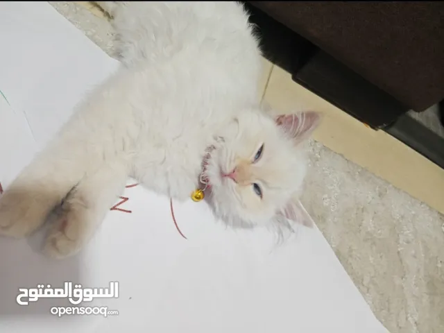 قط انثى عمر 4شهور نوع شيرازي لعبه جداً