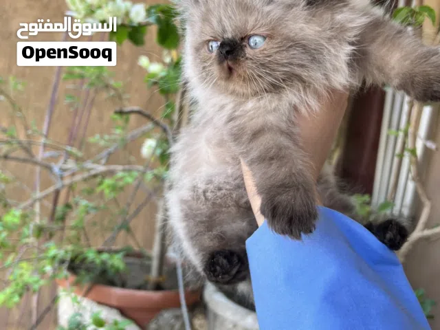 قطة هيمالايا شوكلت زرار