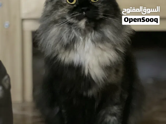 قطط شيرازيه اناث ويوجد ذكور