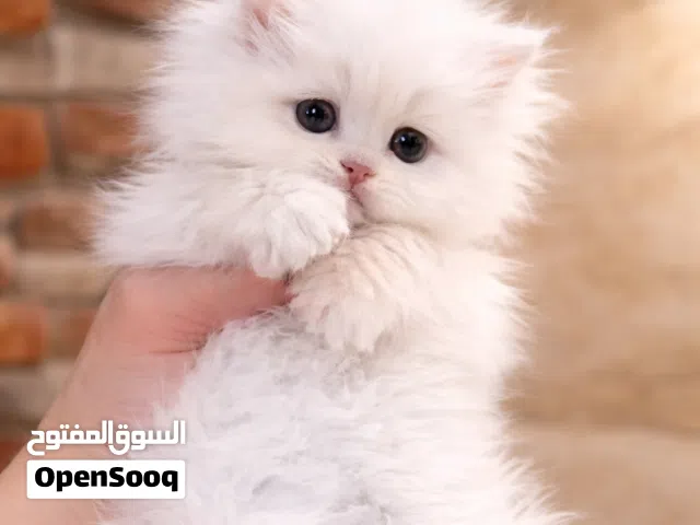 تبارك الرحمن المستوى الراقي هملايا بصحه ممتازه ما شاء الله جمجمه عريضه عيون فيروزي أطراف قصيره جدا