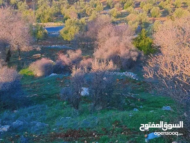 Farm Land for Sale in Ajloun Other