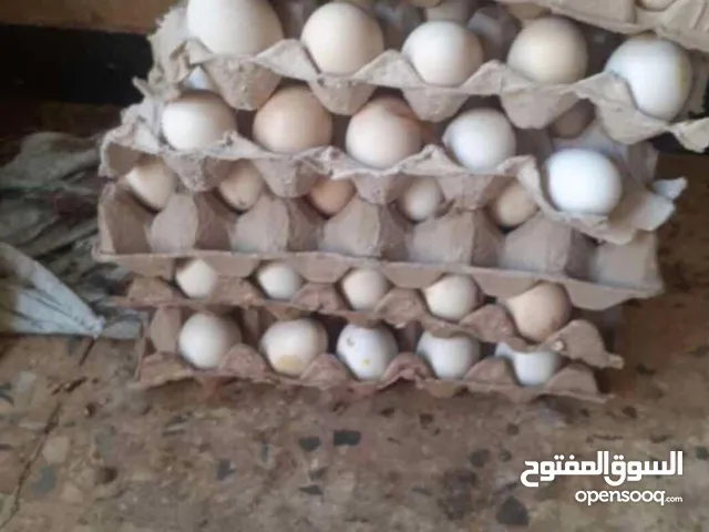 يوجد طبقين عربي ربي يبارك مخصب