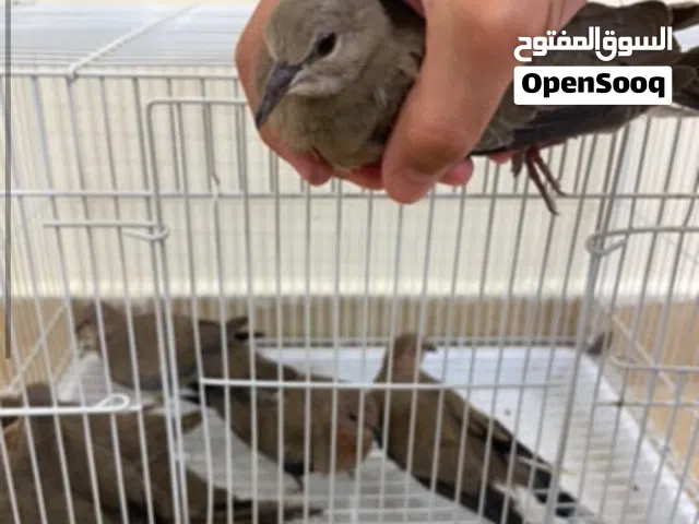 حمام بري للبيع.