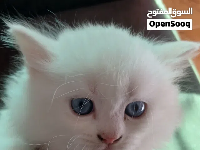 كتن نوع انغورا
