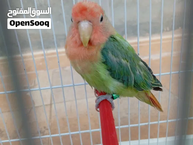 بركديلو مروض اقرا الوصف