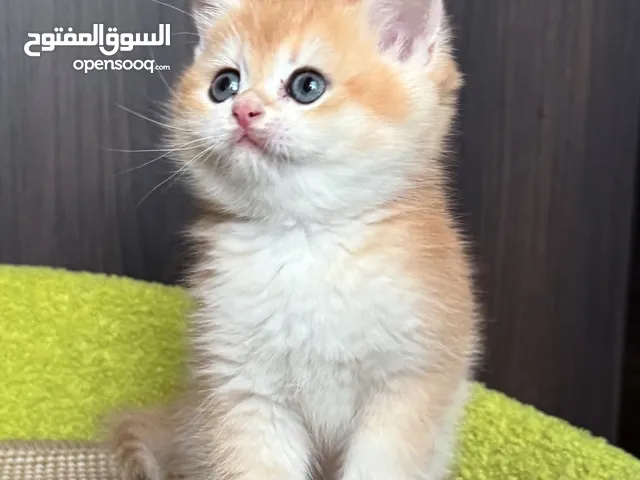 High-level British Shorthair kittens with pedigree