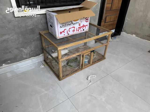 أرانب اثنين للبيع