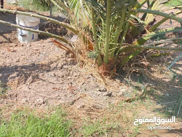 نخل برحي حر ابن حر قابل للقلع مع ضمان لحين الاثمار