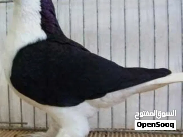 مطلوب حمام شيرازي مستوى