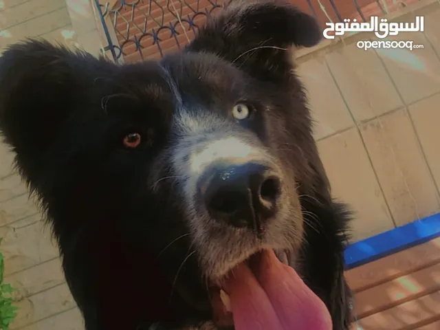ذكر بسعر مغري
