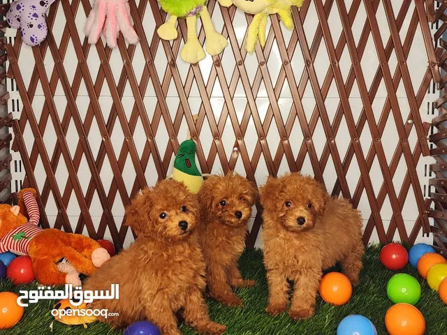 toy poodle