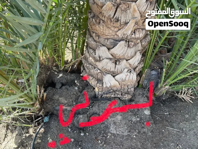 للبيع فسيلة نخلة برني Barni Palm Offshoot for Sale