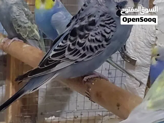 ذكر انصاص انجليزي