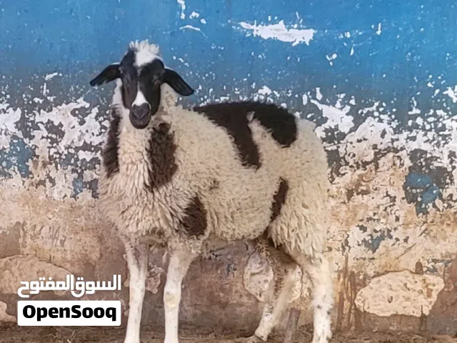 نعجه وطنيه للبيع