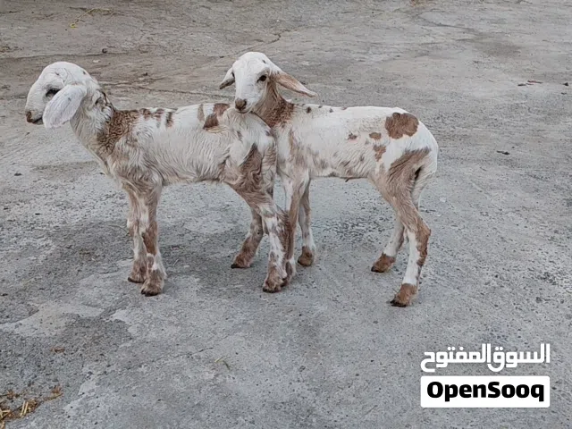 ماشاء الله للبيع كبش و حمله تهجين سوداني توم