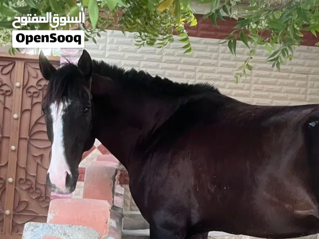 للبيع حصان عربي سباق