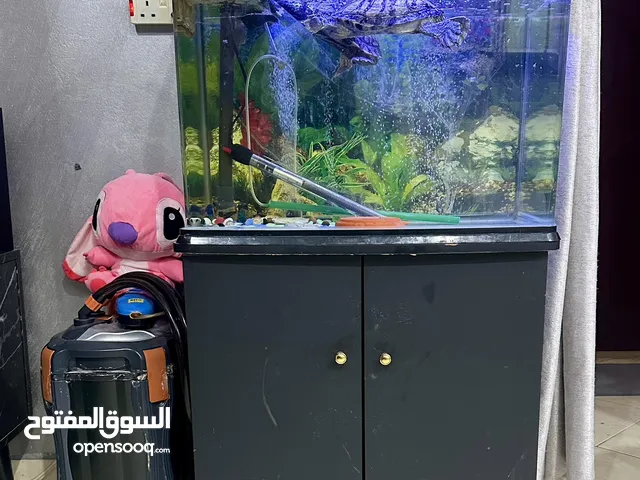 2 سلاحف برمائية كبيرة عمر 6 سنوات مع حوض بكامل اغراضه