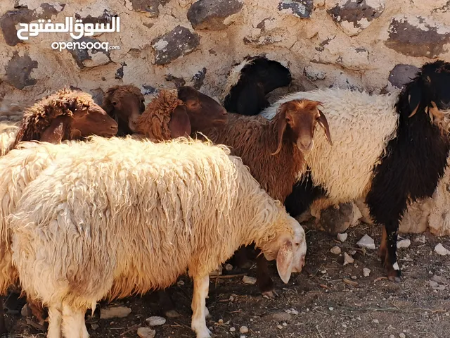 قراقير مقنوي ولحم مسكرات لحم عدد (7)