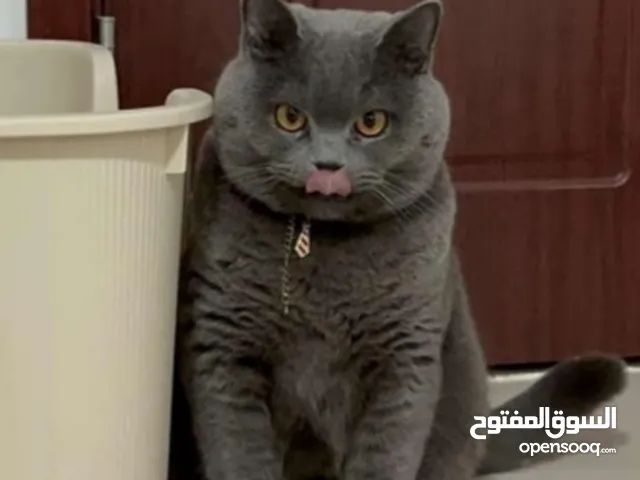 قط بريطاني سكوتش فلولد بريتش للبيع