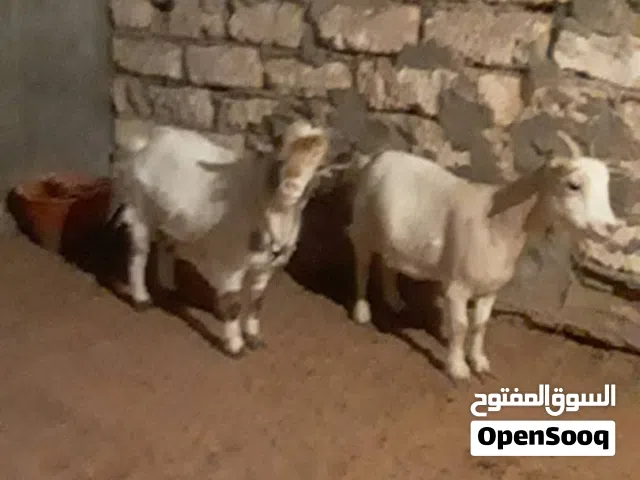 سوق الجمعة قرب من جزيرة معيتيقة