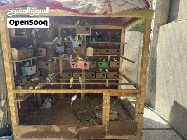 متاح طيور حب ينباعن سوه هنه والقفص