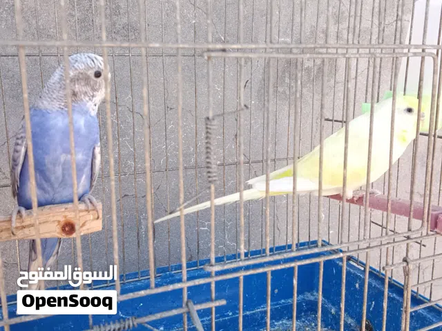 كوبيه تركيبه منتجه ربي يبارك