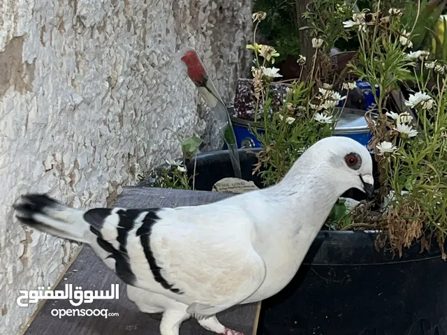 حمام للبيع