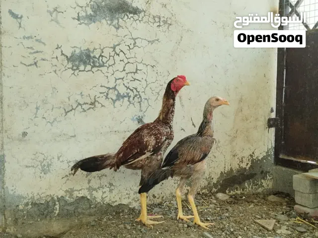 دجاج سندي للبيع اقرا الوصف