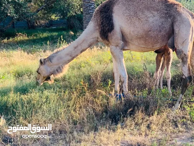 ناقة تحتها قعود للبيع متعجل