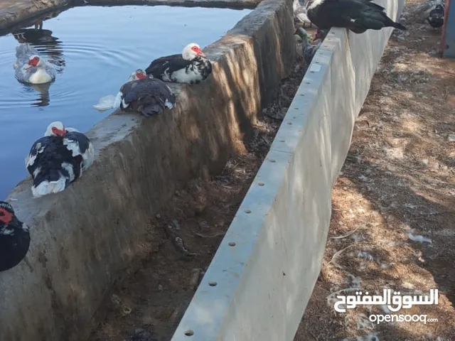 بط مصري بعمر الإنتاج