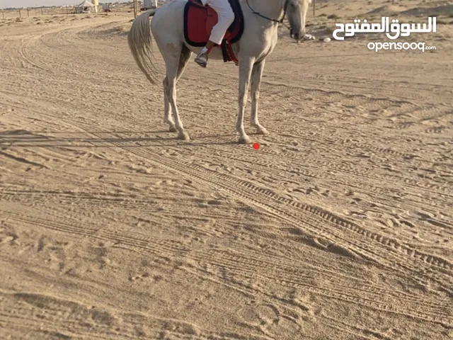 حصان مصري واهو ب اوراق