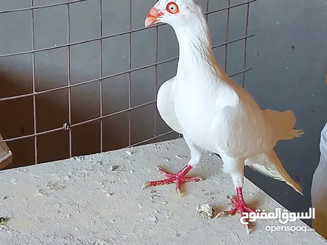 فحول سلافر وأربع فراخ