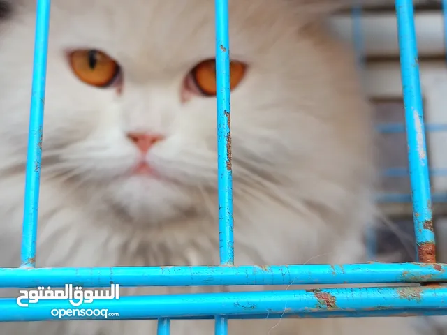 سعرها مره مناسب