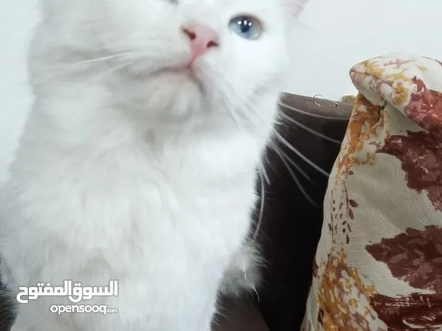 قطه شيرازي للبيع العمر 10 أشهر أليفه ولا يمكن تطعيمه إلا بعد 12 شهر
