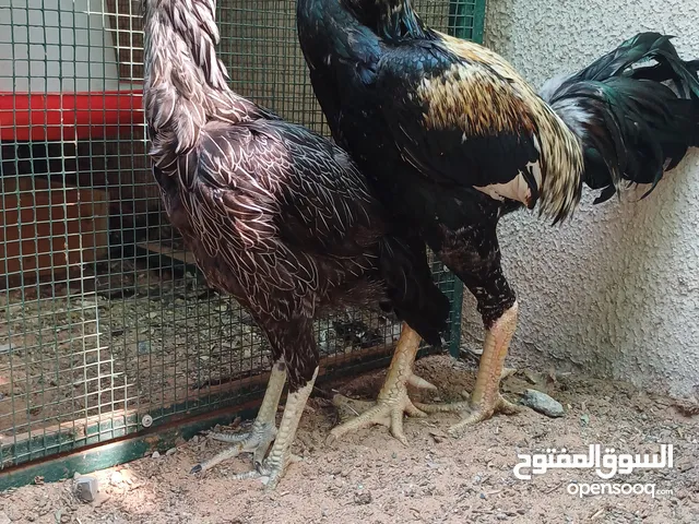 Pakistani Rooster and Hen Available. Good quality and without any disease.