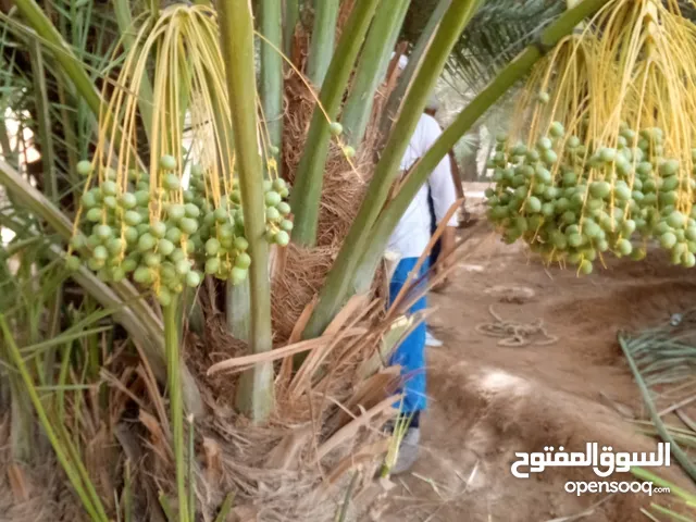 نخل مثمر نخيل نقايل إخلاص سكري برحي صقعي شيشي مجدول