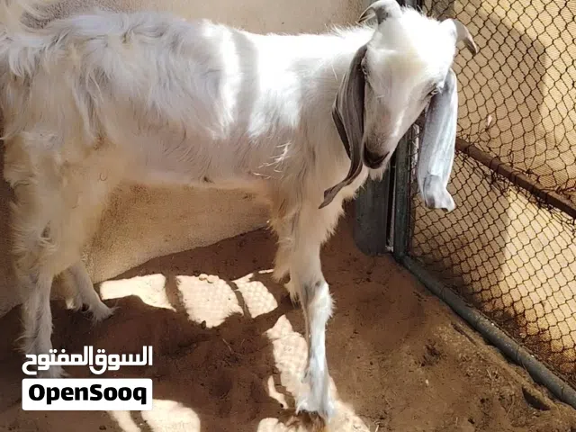 فحل مهجن على باكستاني