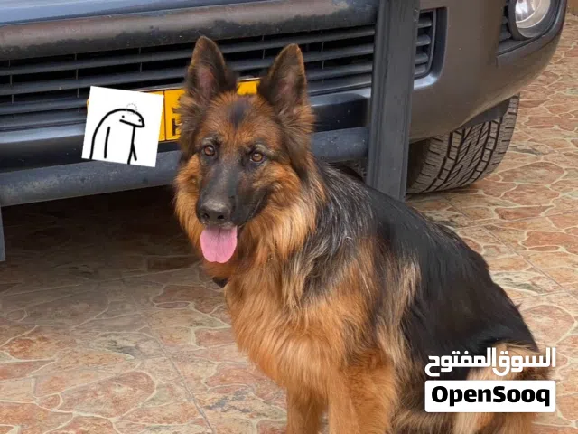 انثى جيرمن شولاين للبيع